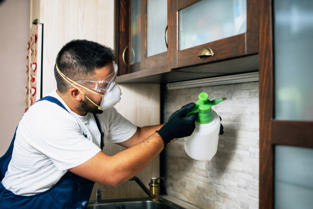 Best Rat Extermination Near Me  in Springfield, TN