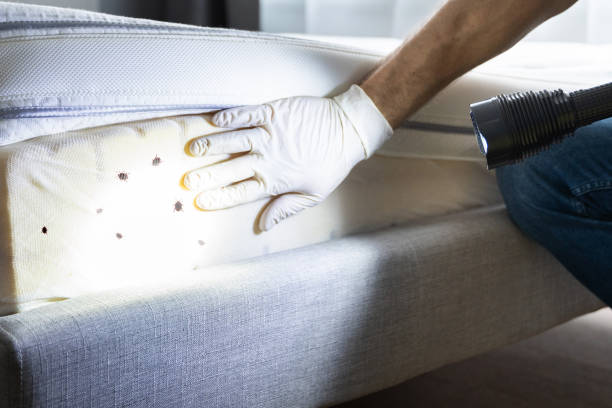 Best Emergency Pest Control  in Springfield, TN