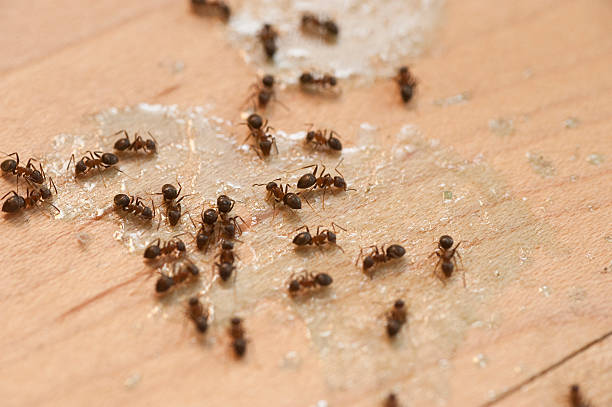 Best Mosquito Control Services  in Springfield, TN