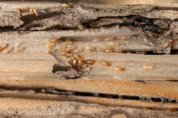Best Emergency Pest Control  in Springfield, TN