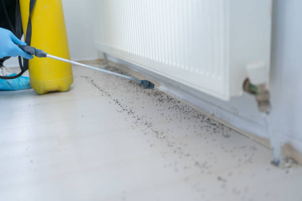 Best Cockroach Control Services  in Springfield, TN